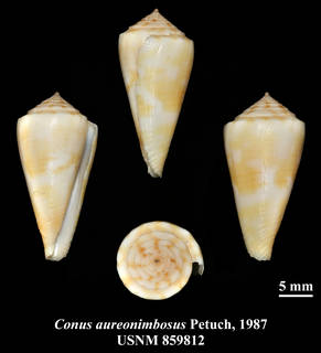 To NMNH Extant Collection (IZ MOL USNM 859812 Conus aureonimbosus Petuch, 1987 plate)