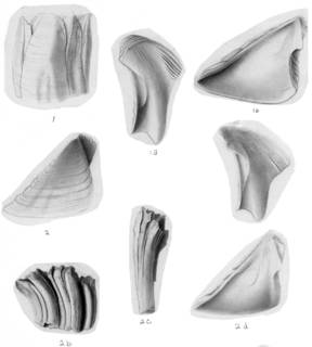 To NMNH Extant Collection (Balanus crenatus curviscutum USNM 32948, 48037)