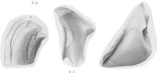 To NMNH Extant Collection (Balanus crenatus delicatus USNM 48039)