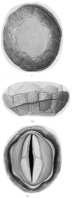 To NMNH Extant Collection (Stomatolepas praegustator ANSP 1851)