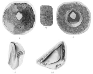 To NMNH Extant Collection (Tetraclita squamosa milleporosa USNM 48059)