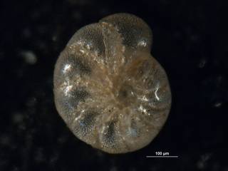 To NMNH Paleobiology Collection (Elphidium incertum clavatum CC10403 holo)