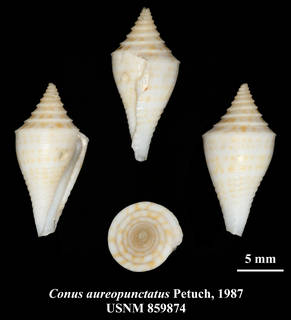 To NMNH Extant Collection (IZ MOL USNM 859874 Conus aureopunctatus Petuch, 1987 plate)
