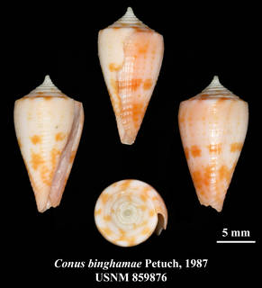 To NMNH Extant Collection (IZ MOL USNM 859876 Conus binghamae Petuch, 1987 plate)