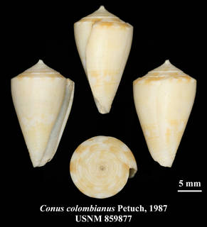 To NMNH Extant Collection (IZ MOL USNM 859877 Conus colombianus Petuch, 1987 plate)