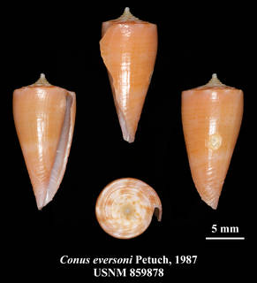 To NMNH Extant Collection (IZ MOL USNM 859878 Conus eversoni Petuch, 1987 plate)