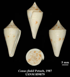 To NMNH Extant Collection (IZ MOL USNM 859879 Conus finkli Petuch, 1987 plate)