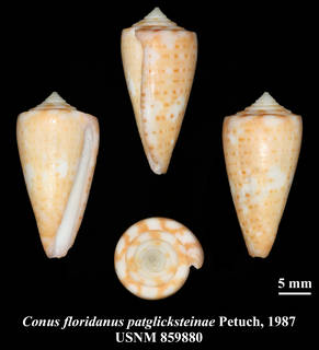 To NMNH Extant Collection (IZ MOL USNM 859880 Conus floridanus patglicksteinae Petuch, 1987 plate)
