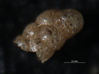 To NMNH Paleobiology Collection (Eggerella advena CC1138)