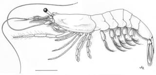 To NMNH Extant Collection (IZ Sicyonella maldivensis)