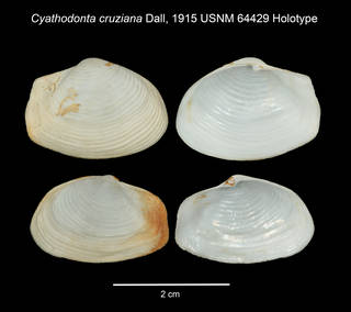 To NMNH Extant Collection (IZ MOL 64429 Cyathodonta cruziana Holotype plate)