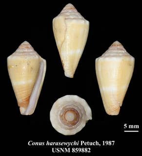 To NMNH Extant Collection (IZ MOL USNM 859882 Conus harasewychi Petuch, 1987 plate)