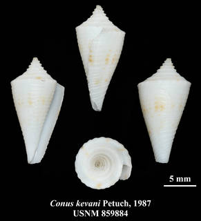 To NMNH Extant Collection (IZ MOL USNM 859884 Conus kevani Petuch, 1987 plate)