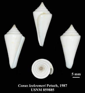 To NMNH Extant Collection (IZ MOL USNM 859885 Conus leekremeri Petuch, 1987 plate)