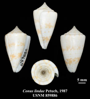 To NMNH Extant Collection (IZ MOL USNM 859886 Conus linde Petuch, 1987 plate)