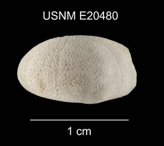 To NMNH Extant Collection (Eurhodia relicta USNM E20480 lateral 1)