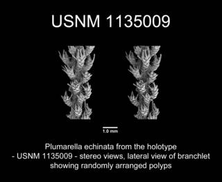 To NMNH Extant Collection (Plumarella echinata Holotype USNM 1135009 view11a)