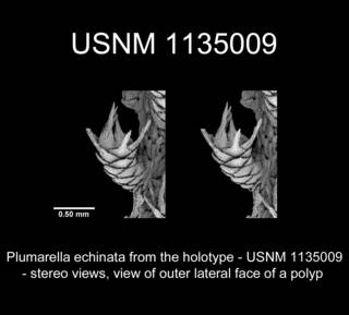 To NMNH Extant Collection (Plumarella echinata Holotype USNM 1135009 view11b)