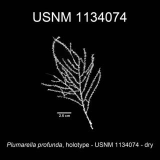 To NMNH Extant Collection (Plumarella profunda holotype USNM 1134074 view1e)