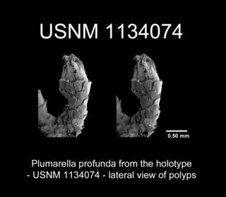 To NMNH Extant Collection (Plumarella profunda Holotype USNM 1134074 view6a)