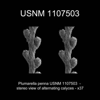 To NMNH Extant Collection (Plumarella penna USNM 1107503 view11k)