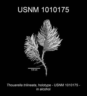 To NMNH Extant Collection (Thouarella trilineata holotype USNM 1010175 view1b)