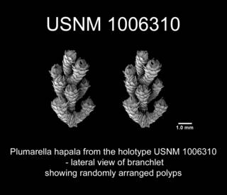 To NMNH Extant Collection (Plumarella hapala Holotype USNM 1006310 view7a)