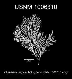 To NMNH Extant Collection (Plumarella hapala holotype USNM 1006310 view1c)