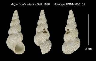 To NMNH Extant Collection (Asperiscala eltanini Holotype USNM 860101)