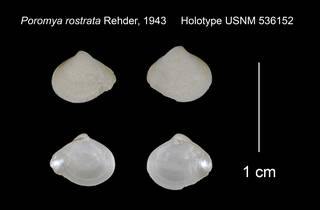 To NMNH Extant Collection (Poromya rostrata Holotype USNM 536152)