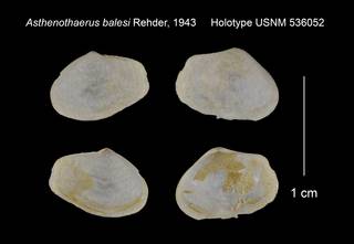 To NMNH Extant Collection (Asthenothaerus balesi Holotype USNM 536052)