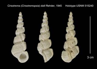 To NMNH Extant Collection (Cirsotrema Cirsotremopsis dalli Holotype USNM 515240)