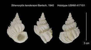 To NMNH Extant Collection (Sthenorytis hendersoni Holotype USNM 417101)