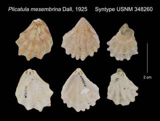 To NMNH Extant Collection (Plicatula mesembrina Syntype USNM 348260)