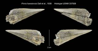 To NMNH Extant Collection (Pinna hawaiensis Holotype USNM 337508)