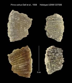 To NMNH Extant Collection (Pinna oahua Holotype USNM 337506)