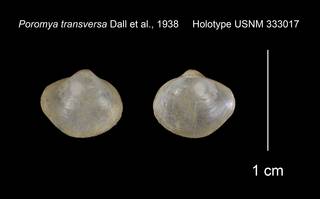 To NMNH Extant Collection (Poromya transversa Holotype USNM 333017)