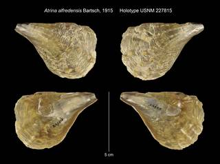 To NMNH Extant Collection (Atrina alfredensis Holotype USNM 227815)