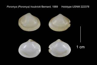 To NMNH Extant Collection (Poromya Poromya houbricki Holotype USNM 222378)