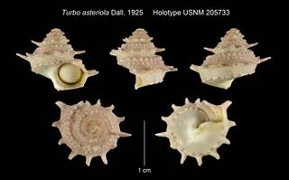 To NMNH Extant Collection (Turbo asteriola Holotype USNM 205733)