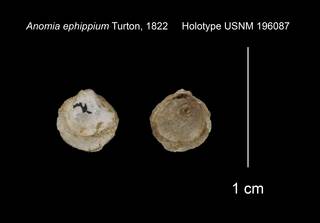 To NMNH Extant Collection (Anomia ephippium Holotype USNM 196087)