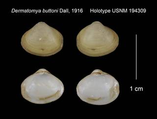 To NMNH Extant Collection (Dermatomya buttoni Holotype USNM 194309)