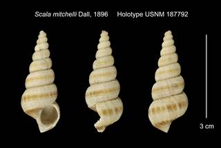 To NMNH Extant Collection (Scala mitchelli Holotype USNM 187792)