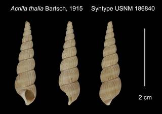 To NMNH Extant Collection (Acrilla thalia Syntype USNM 186840)