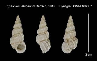 To NMNH Extant Collection (Epitonium africanum Syntype USNM 186837)