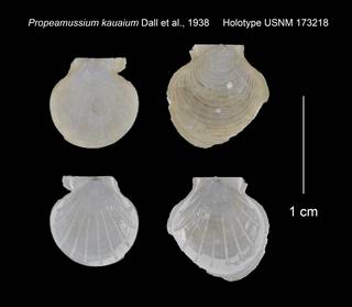 To NMNH Extant Collection (Propeamussium kauaium Holotype USNM 173218)