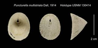To NMNH Extant Collection (Puncturella multistriata Holotype USNM 130414)