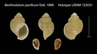To NMNH Extant Collection (Benthodolium pacificum Holotype USNM 123031)