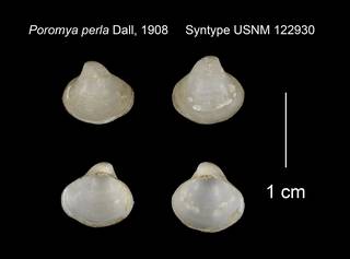 To NMNH Extant Collection (Poromya perla Syntype USNM 122930)