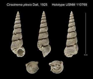 To NMNH Extant Collection (Cirsotrema plexis Holotype USNM 110769)